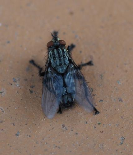 Sarcophaga sp.